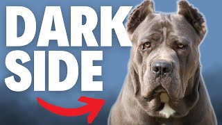 What NOBODY Tells You About Cane Corsos