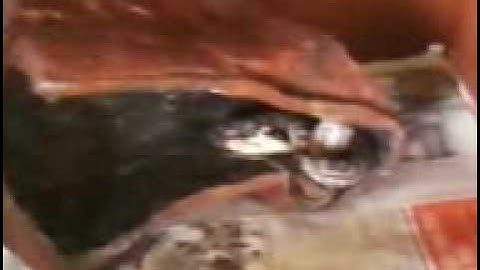 murray darling python "cobber" eating