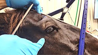 How to do maxillary block on a horse