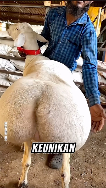 The sheep that went viral on social media