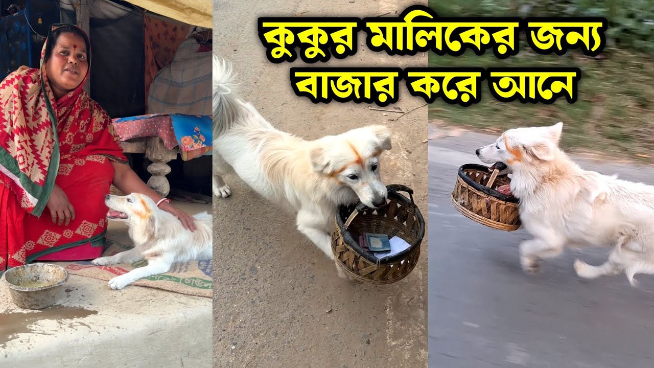 The dog fetches groceries for its owner.#entertainment #trending #dog #dogs 