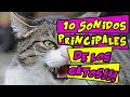 10 sonidos principales de los gatos