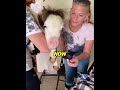 Abandoned at 3 Days Old, This Tiny Disabled Horse Thinks He’s a Puppy Now! 🐴🐶#minihorse#animalrescue