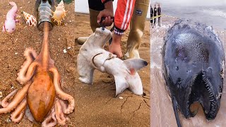 Seafood Catching in Sea - Fishermen Catch Sharks, Octopuses and many Strange Sea Creatures #9