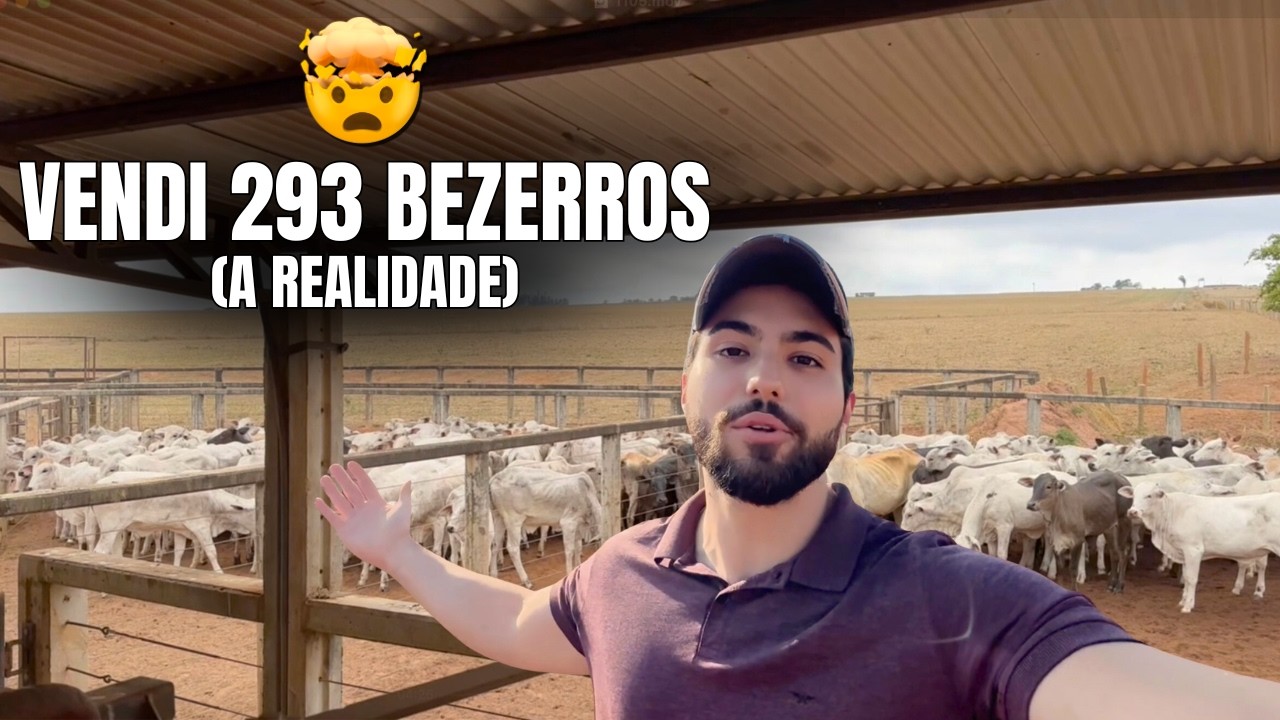 Esse é o Jeito Mais Fácil de Faturar R$700 mil na Pecuária (vendi 293 bezerros)