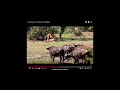 Buffaloes watching lions getting married watch it it’s funny