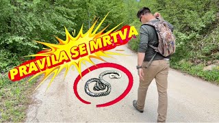 ZMIJA NA SRED PUTA !!!