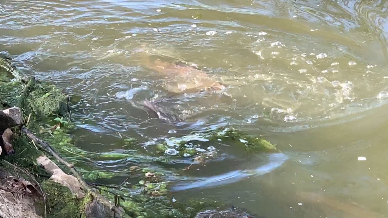 What on EARTH is IN Queenslake?