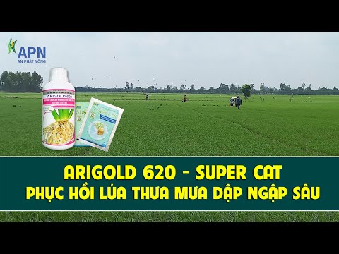 Video APN - GIÚP LÚA RA RỄ NHẢY CHỒI - PHỤC HỒI SAU ĐỢT MƯA... - youtube