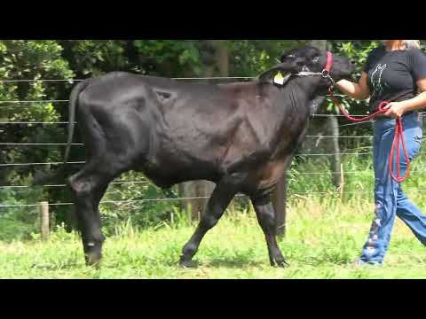 LOTE 21 • 5º LEILÃO GIROLANDO JOVEM FAZENDA CACHOEIRA • 0200CV