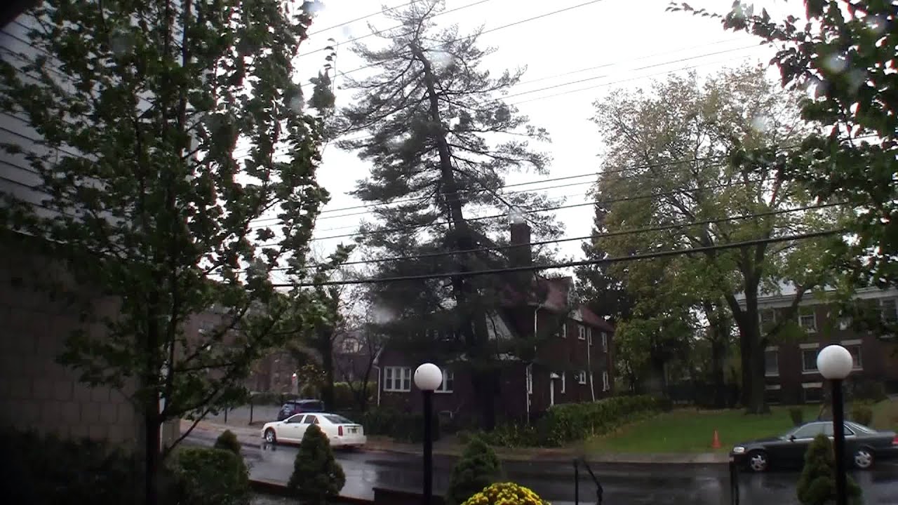 black seed oil benefits dr axe Hurricane Sandy New York Tipping over Big Tree (Rackboyz)