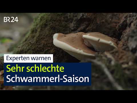 Dürre in Wäldern: Schwache Pilz-Saison | BR24