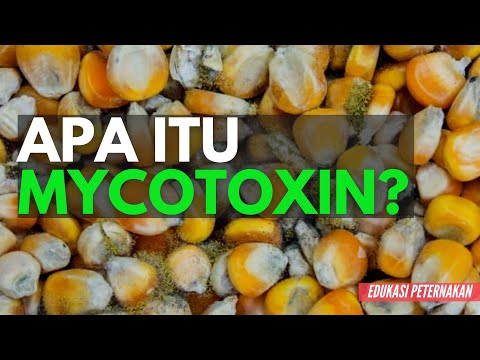 Video: Apakah semua jamur menghasilkan mikotoksin?