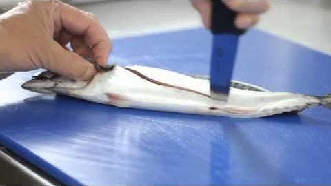 How to butterfly fillet a Mackerel