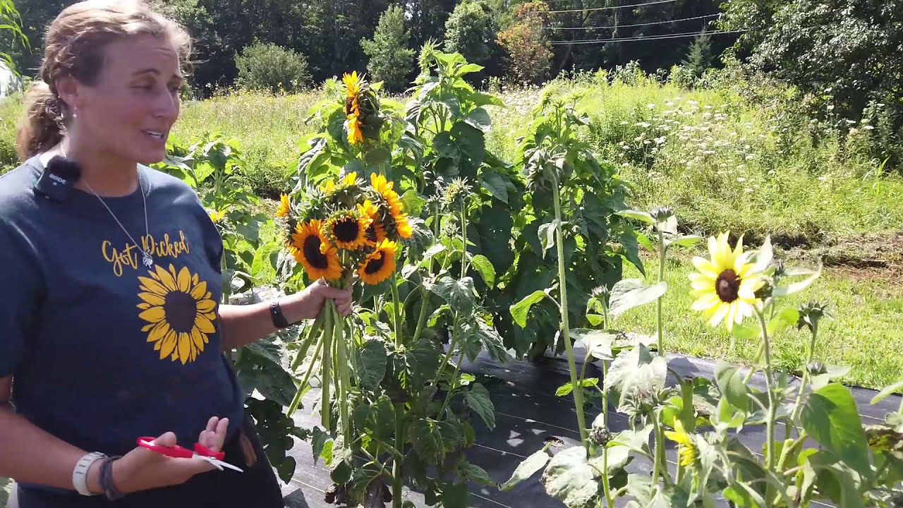 Meet Mossbrook Roots Flower Farm and Florist Adirondack Harvest YouTube