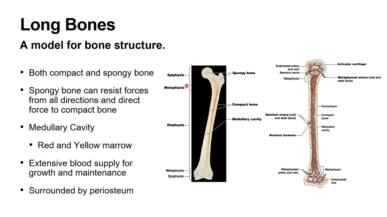 A&P 1   Chapter 6 Lecture Video   Dr  Snyder