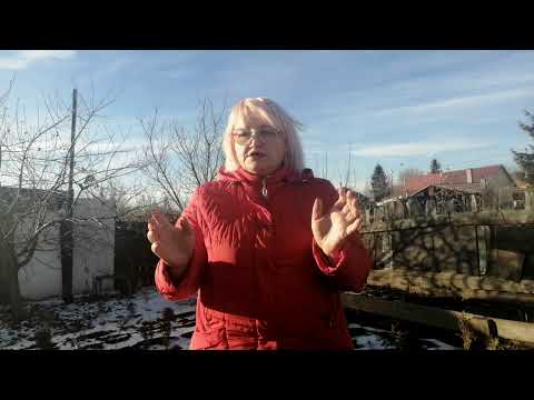 Как УКРЫВАТЬ ТУИ на зиму советы от Евгении: укрытие туй когда как и чем