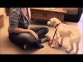 How To Teach Your Dog To Not Bite The Leash How To Teach Your Dog To Not Bite The Leash