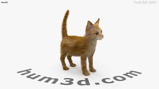 Ginger Kitten 3D model by 3DModels.org