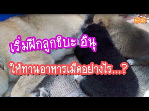EP.33 เริ่มฝึกให้ลูกหมาทานอาหารเม็ดอย่างไร? | Ryoko The Shiba