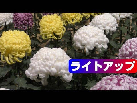 【4K】菊花壇展 / ライトアップ At Night / 新宿御苑 (Shinjuku Gyoen)