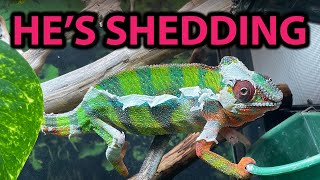 What to do if your chameleon is shedding