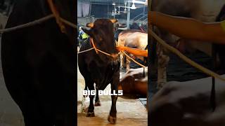 Holstein Friesian || Sadeeq Agro 2024 || Cowmandi Bangladesh ||Big Bulls#ton#redbull#redheifer#boran