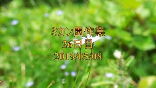 ミカン園作業26日目