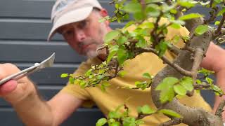 Chinese Elm Prune & Propagation by Bonsai Guide to Life 363 views 2 weeks ago 20 minutes