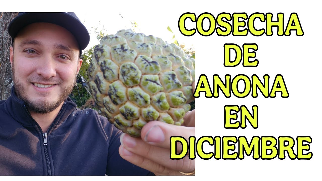 COMO PROVOCAR SEGUNDA COSECHA EN ANONAS.