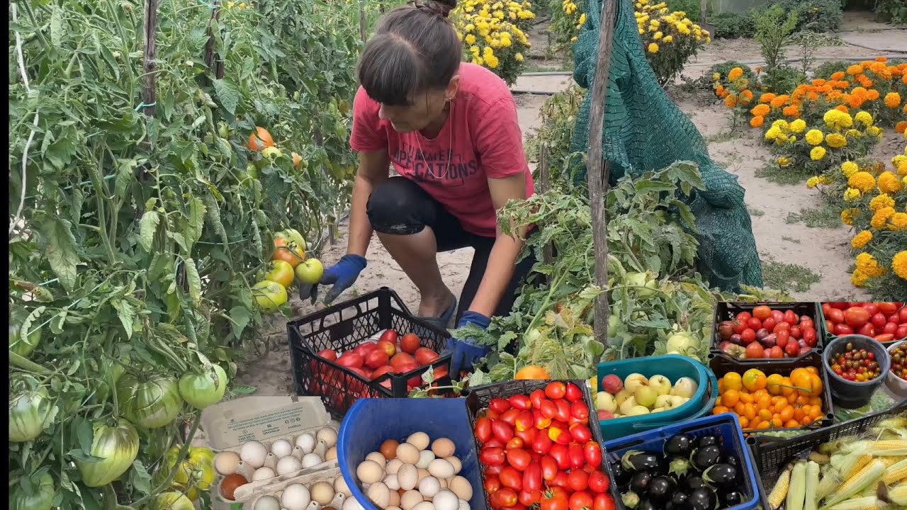 Что везу домой в КИЕВ с ДАЧИ из ОГОРОДА