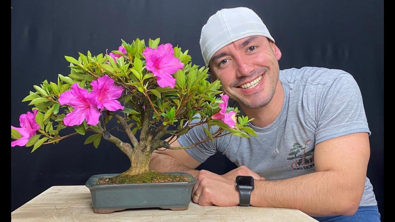 PROCEDIMENTOS PÓS FLORAÇÃO DA AZALÉA | ABC DO BONSAI RESPONDE PROCEDIMENTOS PÓS FLORAÇÃO DA AZALÉA | ABC DO BONSAI RESPONDE
