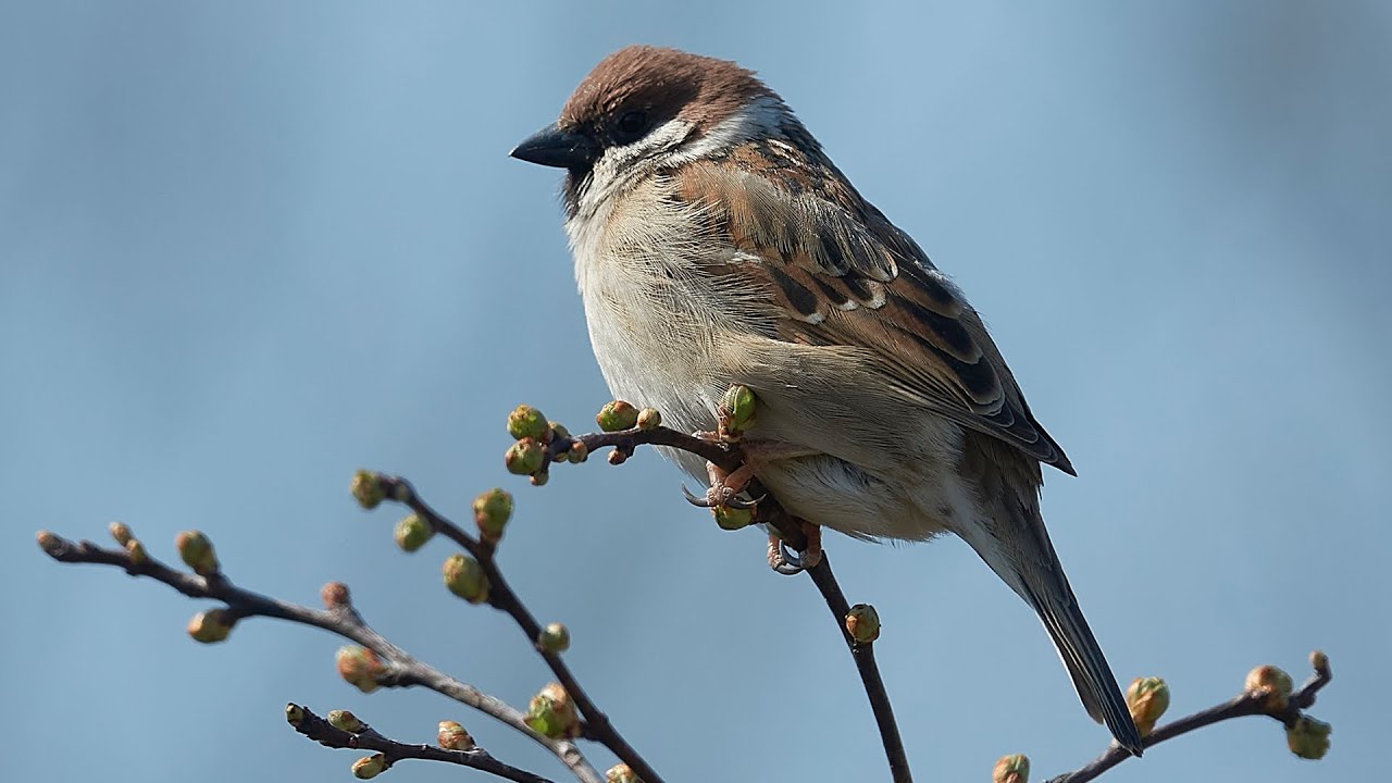 Vrabec polní (Passer montanus)  - hlas