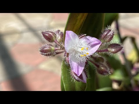 Tradescantia blossfeldiana. It should love this!