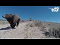 Bear dogs keep bears away from civilization