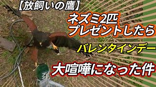 【放飼いの鷹】バレンタインデー！ネズミ2匹プレゼントしたら、大喧嘩になった件