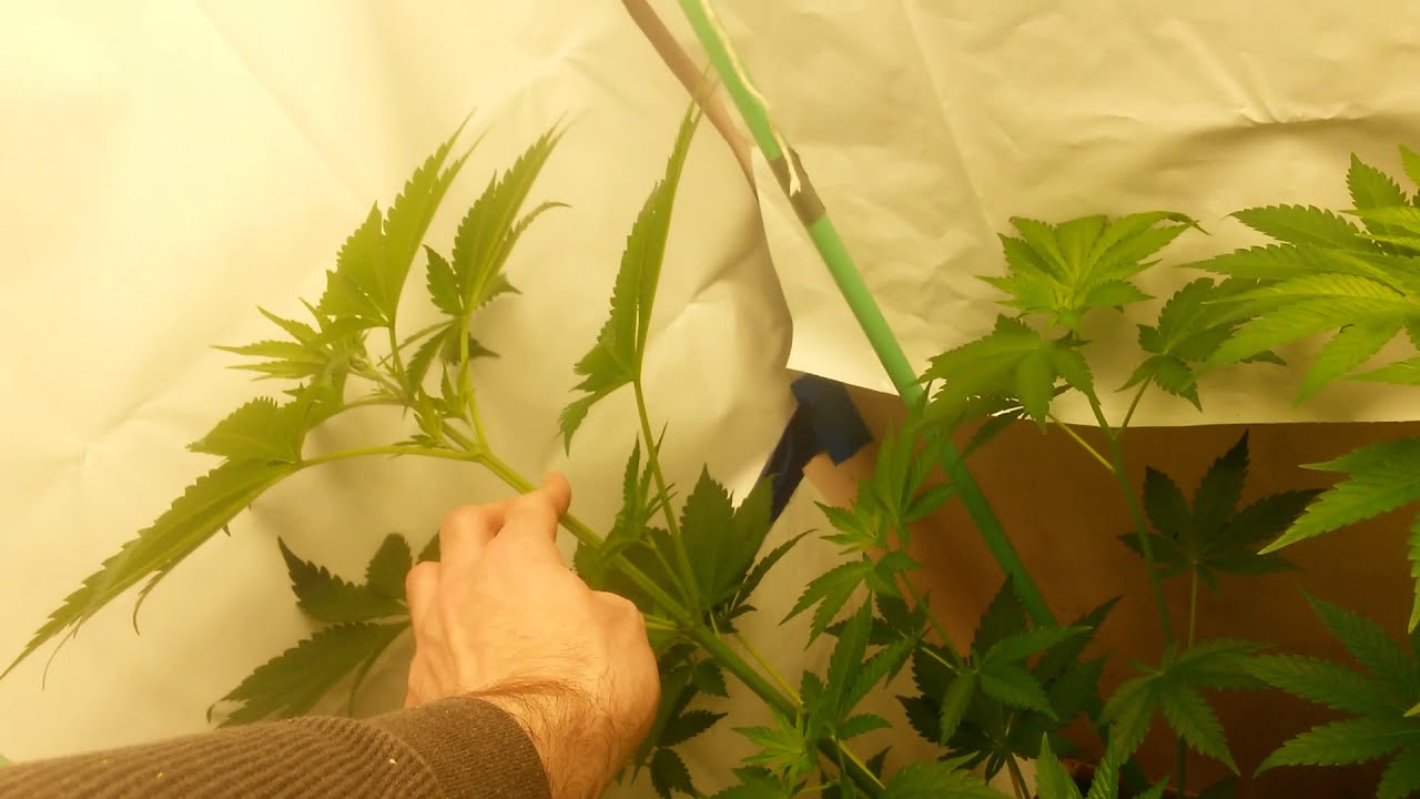 Day 1 of flower, 3 gallon fabric pots, happy frog soil, hlg 100 v2 3000k quantum board grow lights