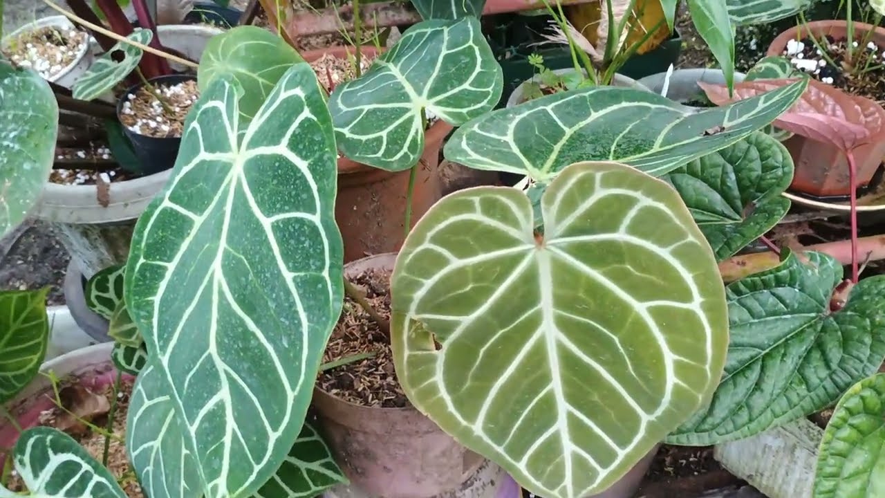 Garden update sa aking mga halaman at mga propagation/ @Charivlog79 