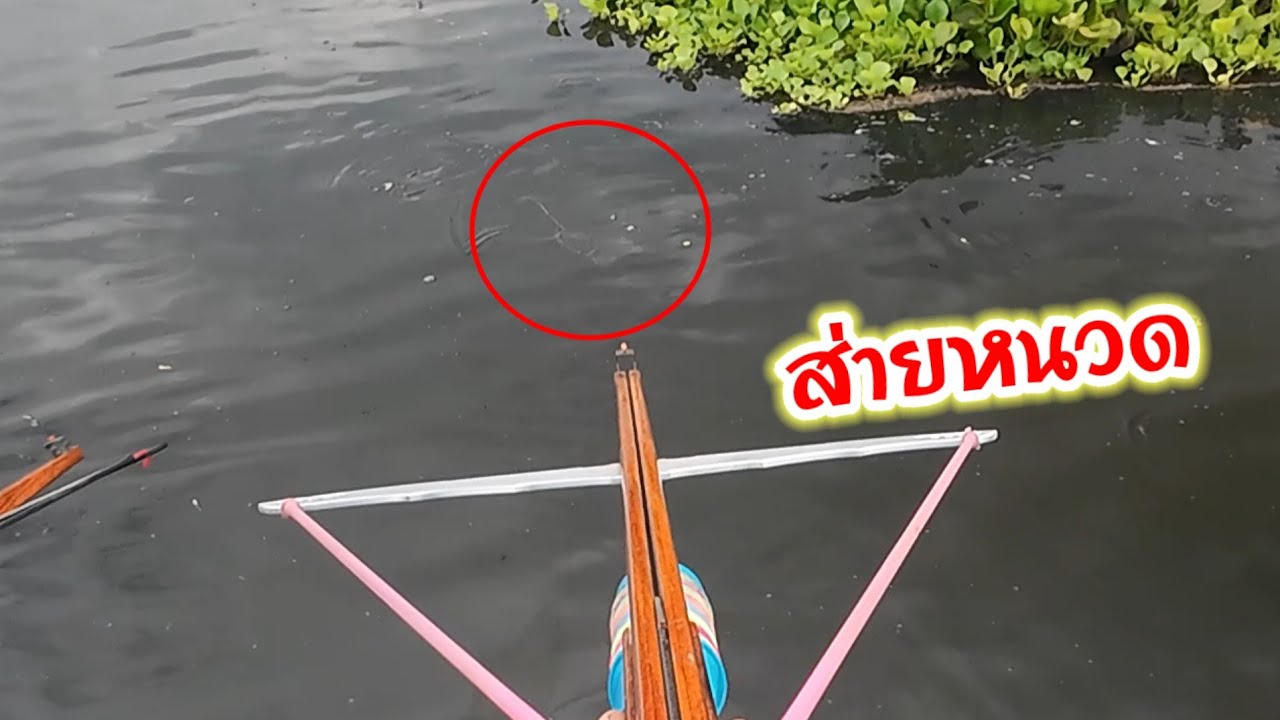 ส่ายหนวดเต็มผืนน้ำ