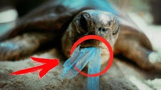 Вот как мы вредим окружающей среде, когда отпускаем воздушные шары в небо! Вот как мы вредим окружающей среде, когда отпускаем воздушные шары в небо!