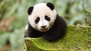 Live: A virtual encounter with giant pandas – Ep. 16与国宝大熊猫云相遇