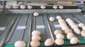 5400pcs/hour egg weight sorting machine egg grading packing machine/egg sorting machine
