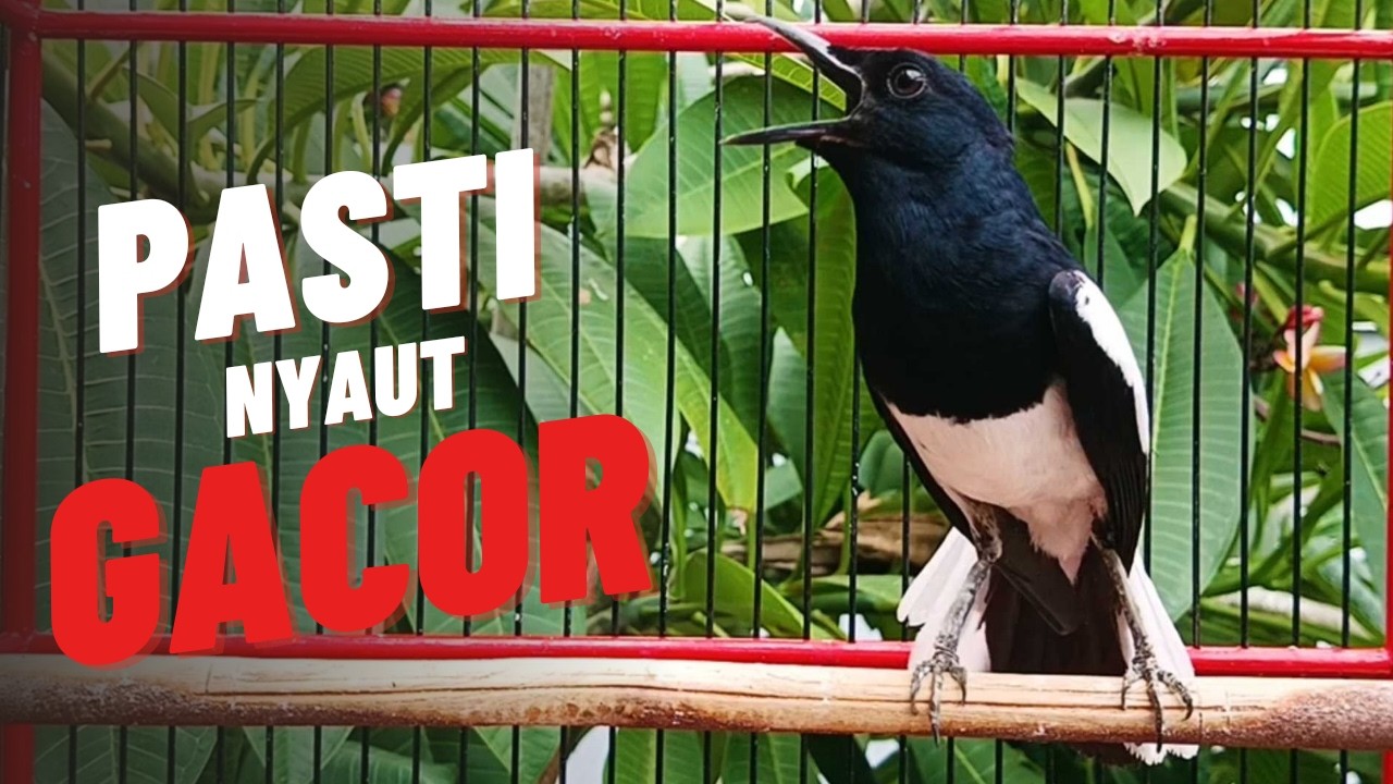 SUARA PANCINGAN KACER NGEPLONG INI AMPUH BIKIN KACER BAHAN LANGSUNG NYAUT !