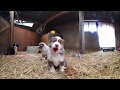 VR 360 Grad Video - Lustige Hundewelpen spielen