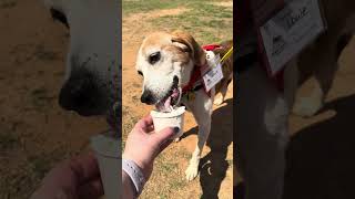LOUIE- Available for Adoption - Triangle Beagle Rescue of NC