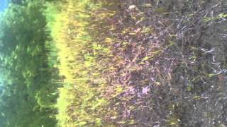 Watch my brother and I repopulate the quail herd!