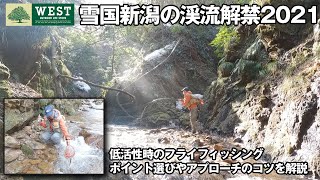【2021渓流解禁】解禁間もない残雪の小渓流をドライフライで釣る。ポイント選びとタックル、パターン紹介【新潟フライフィッシング】