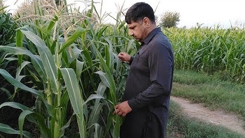 Fall Armyworm: identification and control