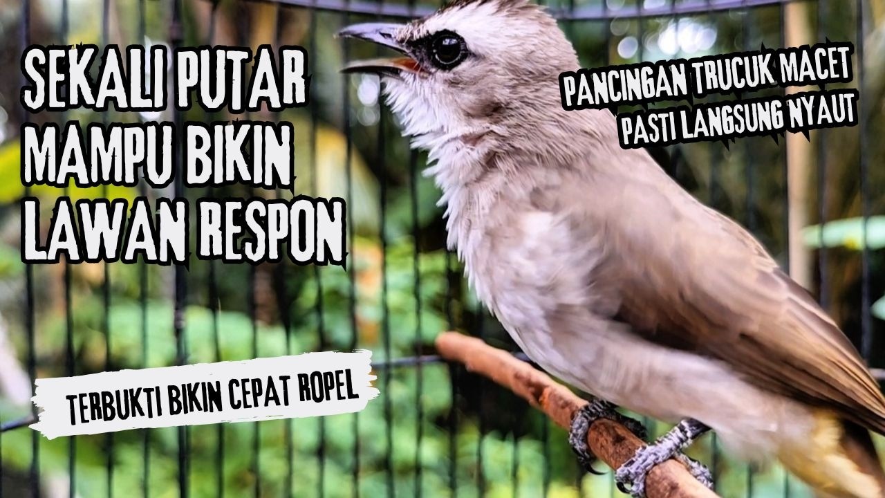 Trucukan Gacor ROPEL PANJANG Saat Subuh COCOK untuk Pancingan Trucuk BAHAN dan MASTERAN TRUCUK Paud