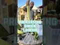 Processing green loofah